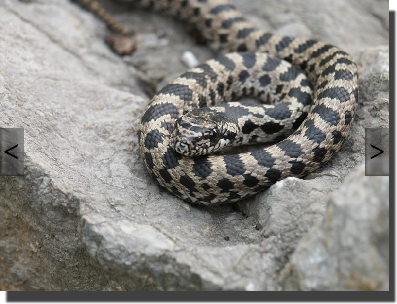 Elaphe quatuorlineata